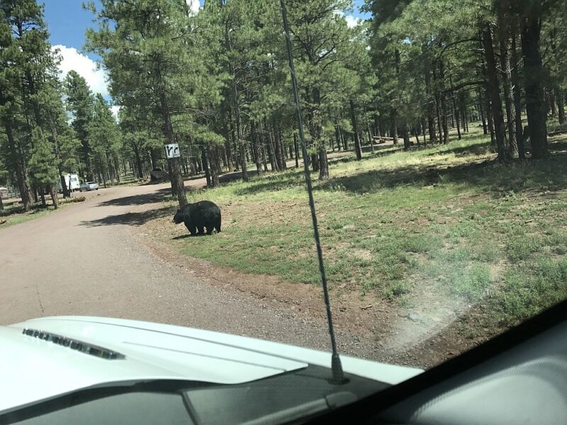 Bearizona