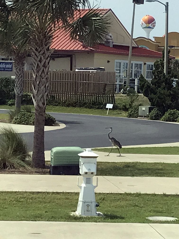 Pensacola Beach View of a Heron