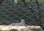 White Tiger