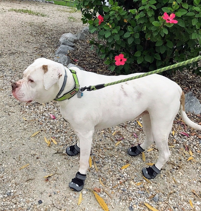 Dog wearing shoes