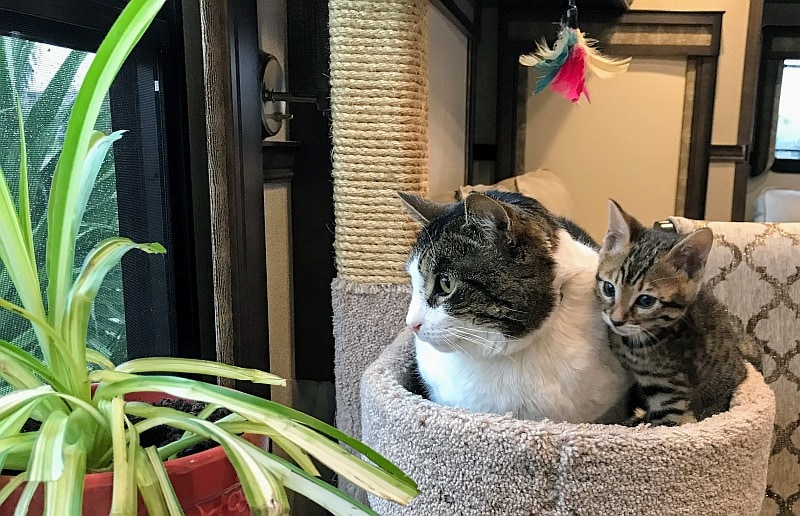 Driessen-kitten-rescue-during-Harvey