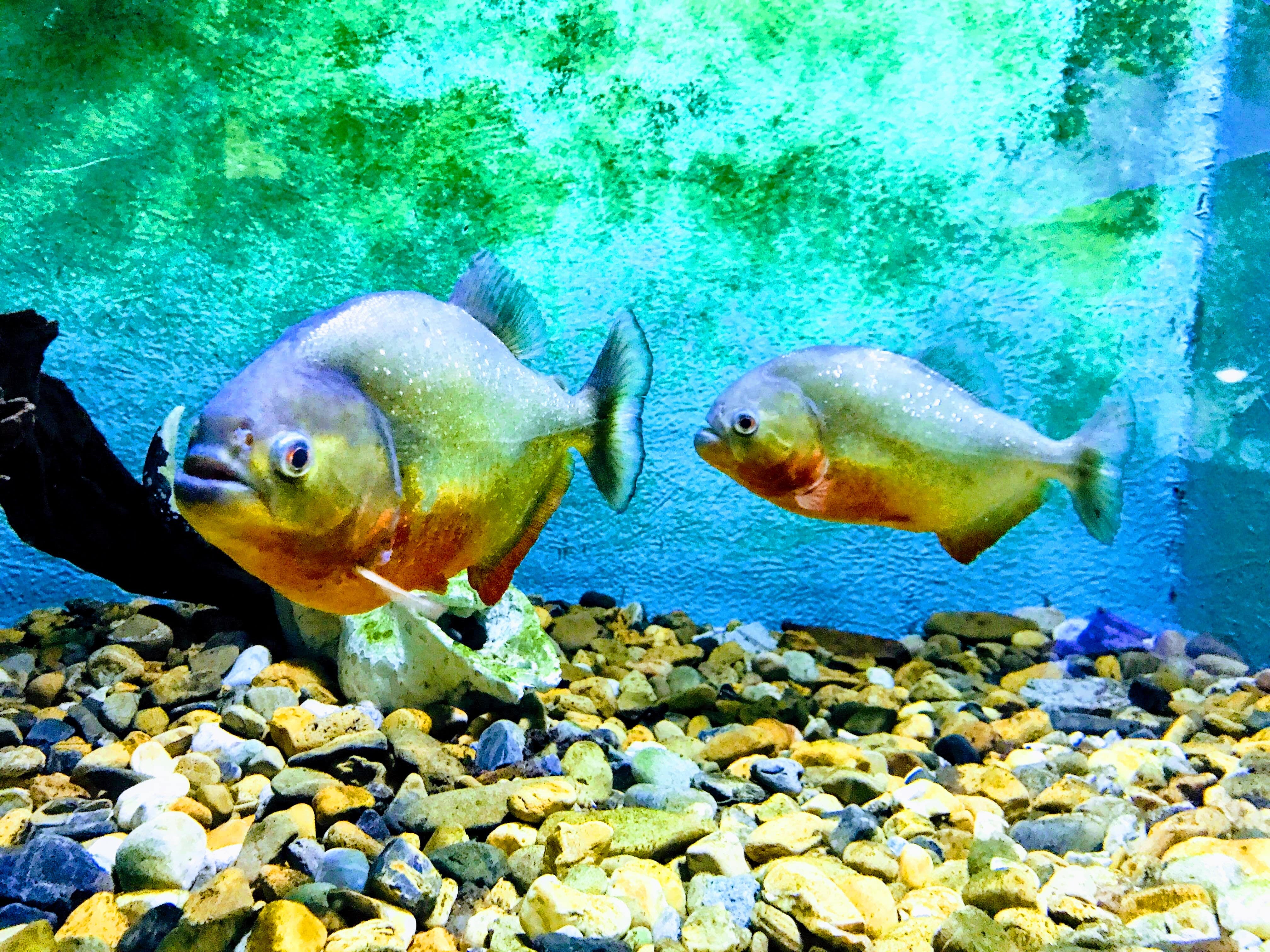 Pretty picture of two fish