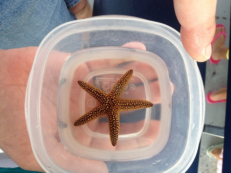 Starfish in a bowl