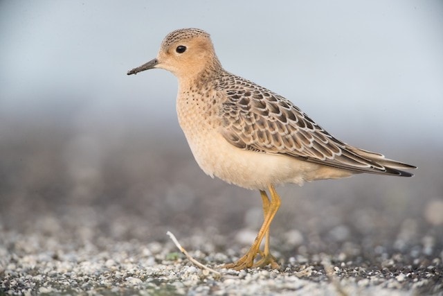 The Bugg-Breasted Sandpiper Bird