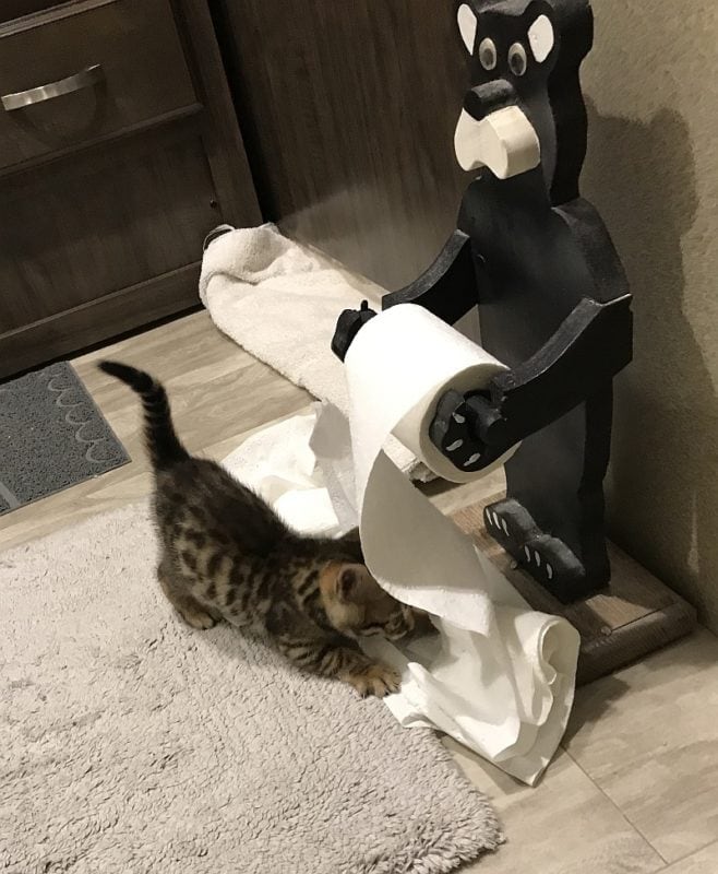 Harvey, a Bengal Kitten playing with toilet paper