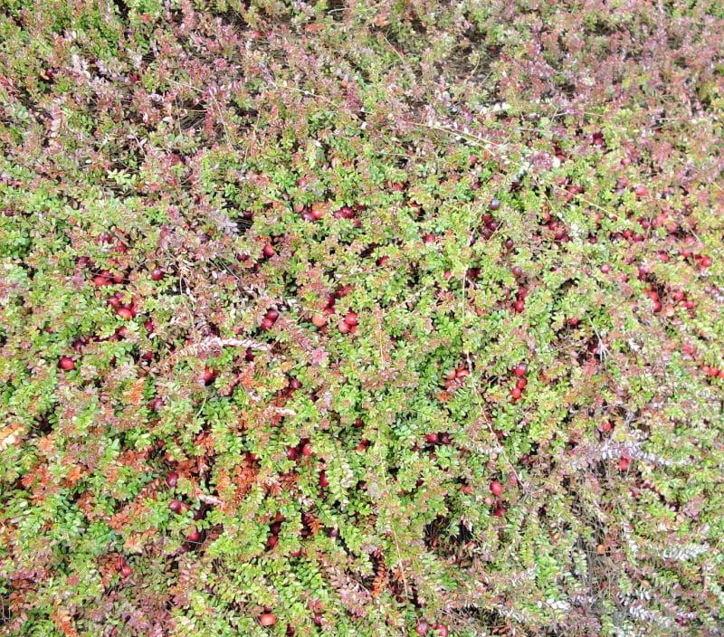 Picture of Cranberry Plants