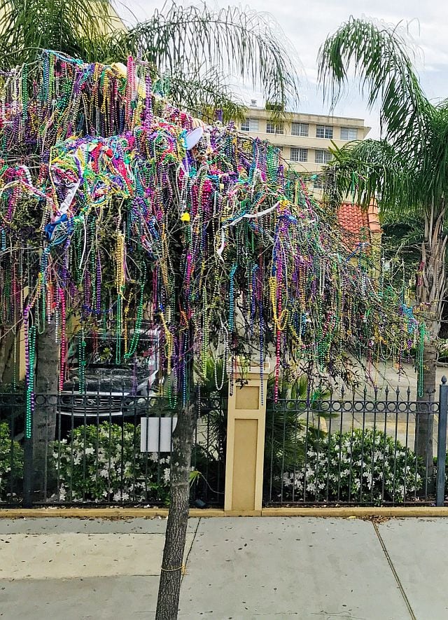 Beads on Trees - St Patricks Day Parade in New Orleans