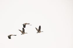 Birds in flight over a plain background, representing freedom and nature, ideal for wildlife and birdwatching themes.