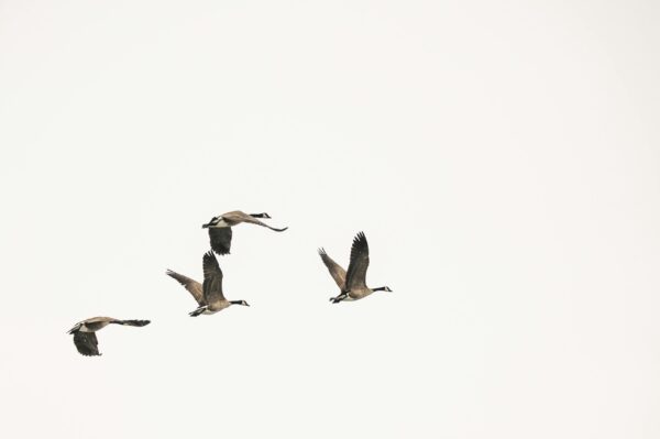 A flock of geese flying in formation across a white sky, showcasing natural migration patterns. Photo by Brett Sayles