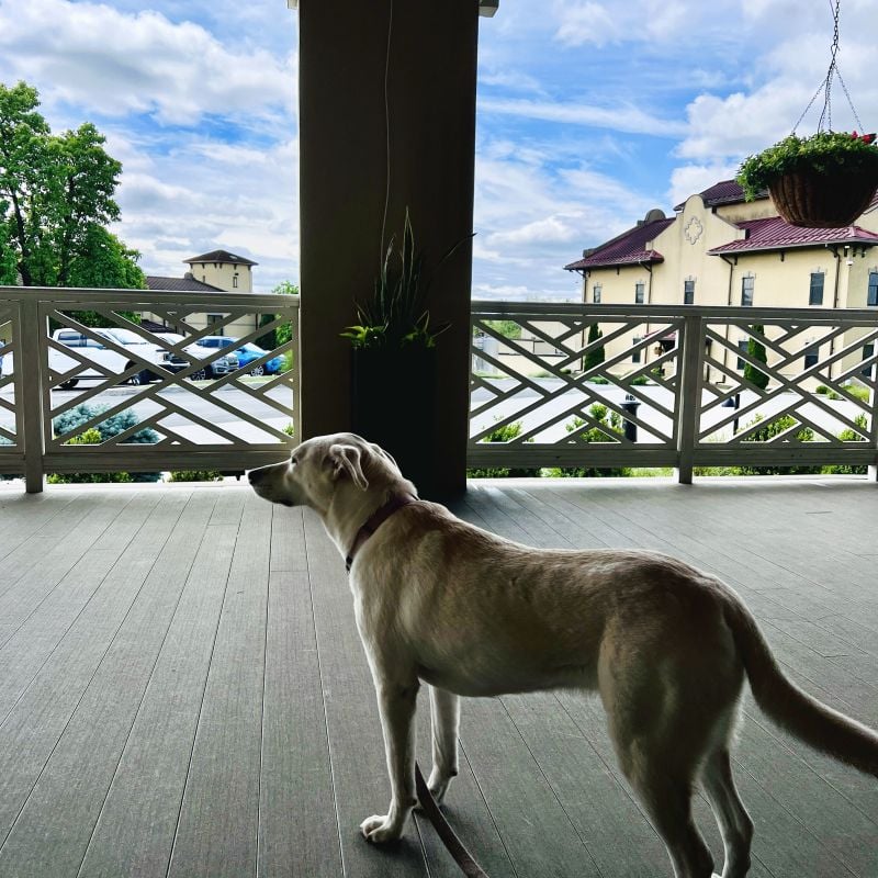 A light-colored dog stands on a covered porch, looking out through a white railing toward a parking lot and buildings under a partly cloudy sky. A hanging plant and potted plant are also visible.